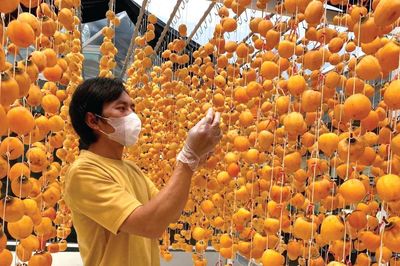 Đà Lạt vào mùa hồng treo gió