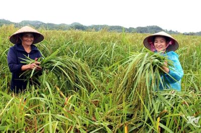 Mùa thu hương cốm mới