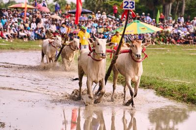 Bình Điền: 5 năm đồng hành cùng di sản Đua bò Bảy Núi