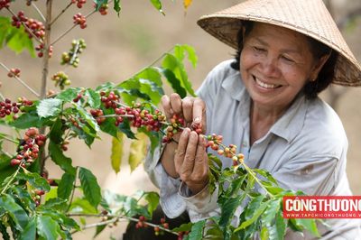 Giá cà phê hôm nay 12/10: Giá trong nước giảm nhẹ trong tuần qua