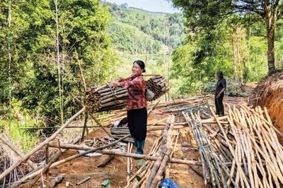 Niềm vui của người trồng quế ở xã Canh Tân
