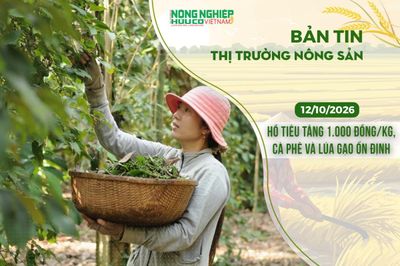 Thị trường nông sản 12/10/2026: Hồ tiêu tăng 1.000 đồng/kg, cà phê và lúa gạo ổn định