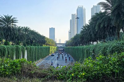 Hà Nội định hướng mỗi tuyến phố trồng một loài cây đặc trưng