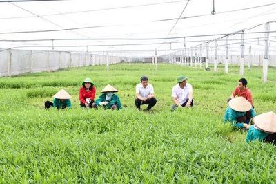 Chủ tịch UBND thành phố Hà Nội sẽ đối thoại với nông dân về phát triển 'nông nghiệp xanh'