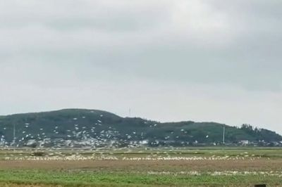 Hàng nghìn con cò trắng kéo về cánh đồng ở Nghệ An