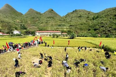 Về Tuyên Quang trải nghiệm lội ruộng bắt cá bằng tay cùng đồng bào dân tộc Tày