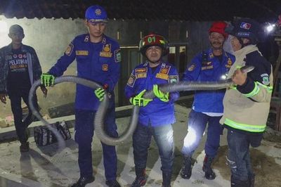 Bắt sống rắn hổ mang chúa khổng lồ dài 2,5 mét bò vào nhà dân