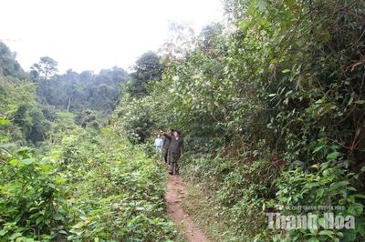 Như Xuân nâng cao giá trị rừng sản xuất
