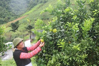 Xuất khẩu rau quả tăng tốc, mốc kỷ lục 10 tỷ USD đã rất gần