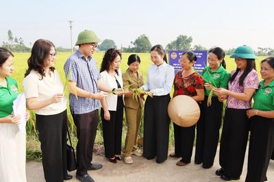 Bắc Ninh: Mô hình gieo cấy giống lúa TĐ25 thân thiện với môi trường đạt năng suất 280-300 kg/sào
