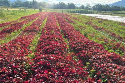 Phát triển nông nghiệp theo hướng hữu cơ