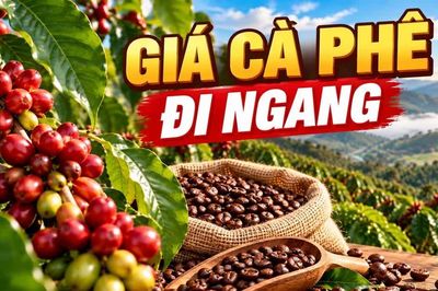 Giá cà phê hôm nay 13/10/2026: Thị trường ổn định, chờ tín hiệu mới