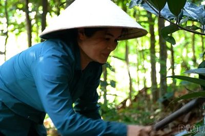 “Hoa nở” trên đồi quế