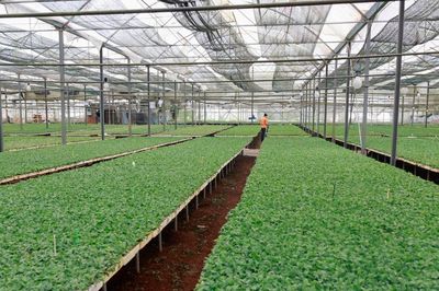Ka Đô nâng tầm nông nghiệp công nghệ cao