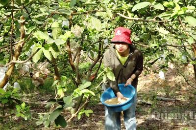 Hiệu quả từ các mô hình khuyến nông