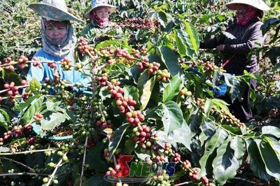 Chiềng La mùa cà phê chín đỏ