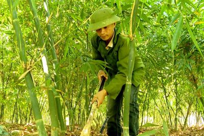 Hiệu quả từ mô hình trồng măng Lục Trúc ở Nghinh Tường
