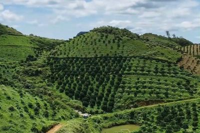 Mở hướng phát triển kinh tế từ cây quýt đặc sản Vân Sơn
