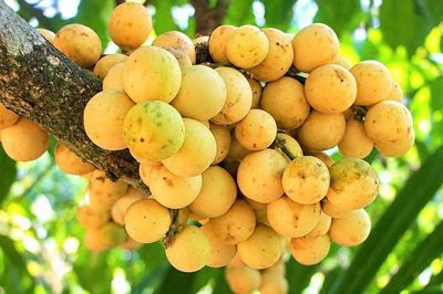 Loại quả được gọi là 'trái quý phương Nam', quả mọc chi chít trên thân cây, từng dân dã nay thành đặc sản có giá hàng chục nghìn đồng/kg