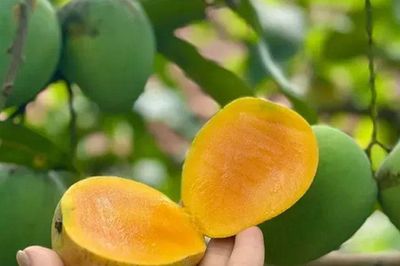 Loại quả được xếp vào nhóm 'tốt nhất thế giới', Việt Nam trồng bạt ngàn, có giống cổ nhỏ như trứng gà, thơm ngọt đặc biệt