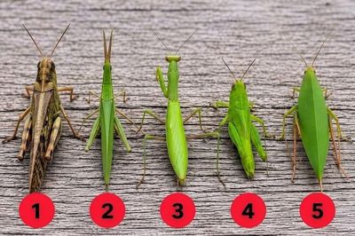 Nhìn hình đoán tên 5 loài côn trùng: Tưởng dễ nhưng 90% trả lời sai