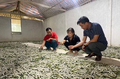 Về Trấn Yên xem kén vàng xe tơ: Trải nghiệm mới ở vựa dâu tằm lớn nhất miền Bắc
