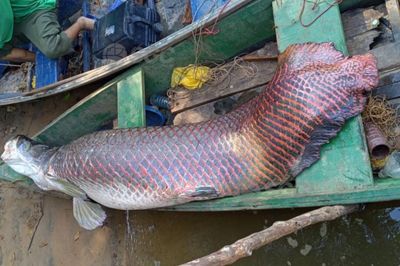 Ngư dân bắt được con cá hải tượng long dài 2,44 mét, nặng 120kg trên sông