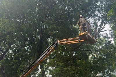 Hà Nội chăm sóc gần 70.000 cây xanh thế nào để đẹp phố, an toàn mùa bão?