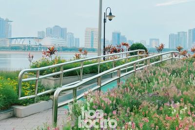 Ngoài hoa violet Nhật gây sốt, công viên An Hòa còn có view ngắm hoàng hôn xịn