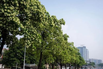 Hà Nội sẽ rà soát, đánh chuyển giảm mật độ cây hoa sữa trên các tuyến phố