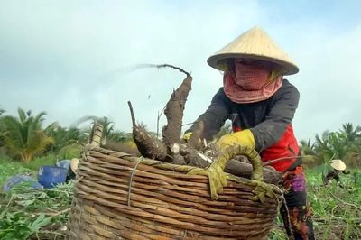 Giá khoai mì hơn 5.000 đồng/kg, nông dân lãi trăm triệu đồng/ha
