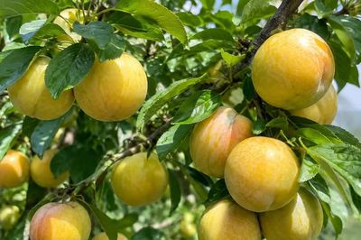 Mận vàng Mộc Châu tìm lại giá trị nhờ thị hiếu tiêu dùng mới