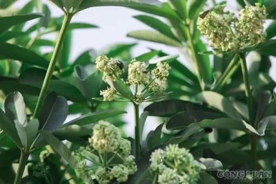 Hà Nội rà soát, đề xuất dịch chuyển cây hoa sữa trồng mật độ dày