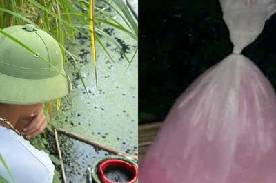 Ốc sắp thu hoạch 'chết trắng', chủ nuôi bàng hoàng phát hiện túi chất lỏng bốc mùi hắc