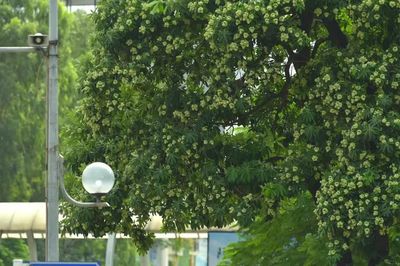'Ác mộng' hoa sữa với người dân Hà Nội