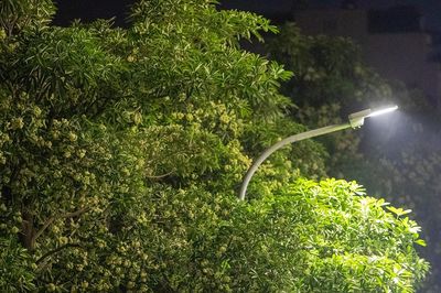 'Cần có đánh giá tác động tới sức khỏe người dân trước khi chuyển cây hoa sữa'