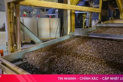 Từ cây keo đến viên nén gỗ FSC xuất khẩu sang Nhật Bản