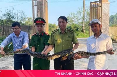 Người dân tự nguyện giao nộp cá thể trăn đất quý hiếm