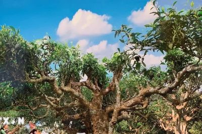 Lễ hội Trà Shan tuyết Suối Giàng ở Lào Cai: Tôn vinh giá trị của cây chè cổ thụ