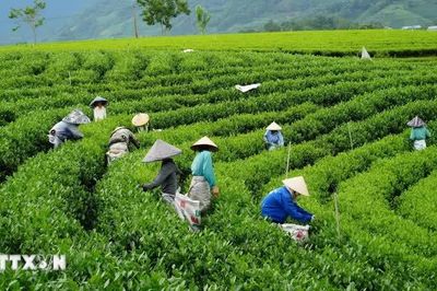 Nâng giá trị sản phẩm OCOP từ lợi thế nông nghiệp và du lịch