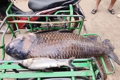 Người dân bắt được con cá chép khổng lồ nặng 100kg trên sông