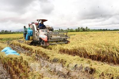 Khi nông dân Vĩnh Long không còn phải tự lo đầu ra nông sản