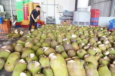 Thoát cảnh rẻ như cho, nhà vườn Đồng Tháp trúng đậm vụ mít mới