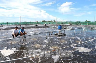 Giảm rủi ro nuôi trồng thủy sản trước tác động từ El Nino