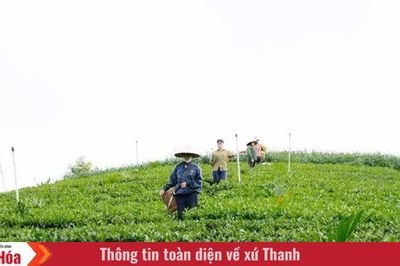 “Mùa xanh” trên những triền đồi Bình Sơn