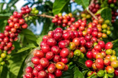 Giá cà phê hôm nay 14/10/2026: Tây Nguyên giảm 200 đồng/kg, Robusta London quay đầu đi xuống