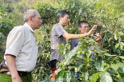 Nâng cao năng lực khảo sát, thu thập dữ liệu vùng trồng cà phê tuân thủ quy định EUDR tại xã Muổi Nọi