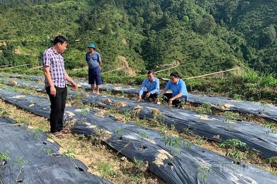 Nhịp sống mới ở Lao Chải