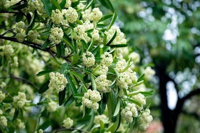Hà Nội rà soát, điều chỉnh mật độ cây hoa sữa trên các tuyến phố