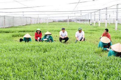 Hà Nội gắn quy hoạch nông thôn với chuyển đổi nghề, bảo đảm sinh kế cho nông dân